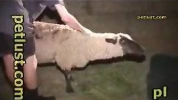 Horny sheep fucker fucking yet another sexy sheep