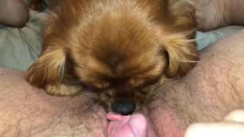 Nice round of POV cunnilingus with a horny dog