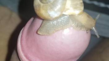 Snail slithering all over a guy's hard cock in POV