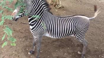 Zebra cock continues to grow in a hot porno here