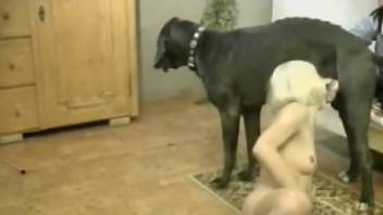 Blonde worships a black dog's juicy penis on camera