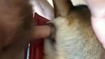 Exclusive homemade dog perversions when a man ass fucks his mutt