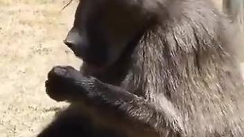 Monkey feels like jerking off while horny male films him