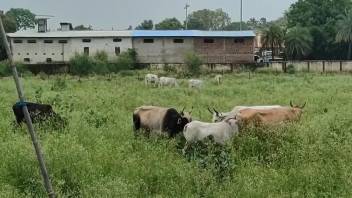 Man films a bunch of cows and that gets him very aroused