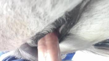 Man sticks whole dick in horse's wet pussy during closeup XXX