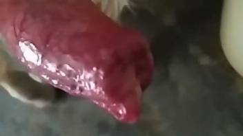 Red dog cock is being presented up close in a hot vid