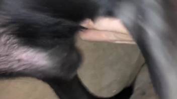 Animal's growing cock gets pleasured in a POV vid