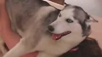 Fluffy husky dog fucking on the bed man