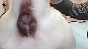 Animal sex XXX video with closeups gape