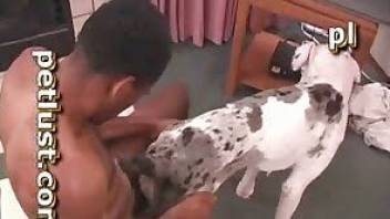 Guy fucking a dog to make it cum HARD