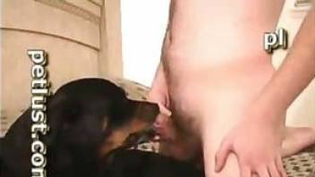 Man ass fucked dog