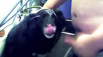 Fat dude coves a dog in his fresh cum