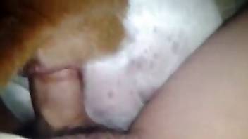 Man fucking dog in its tight fuckhole